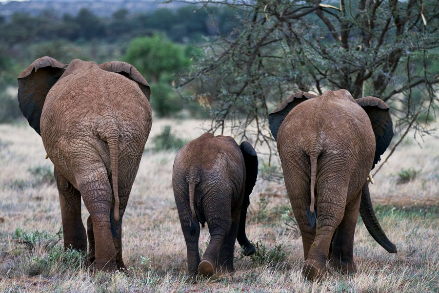  Elephants   Samburu national park   Kenya